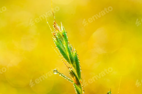 Preview: Fresh green grass with dew drops closeup. Nature Background