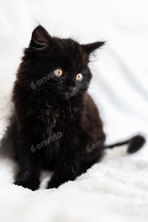 Vista previa: Lindo gatito negro sobre fondo blanco