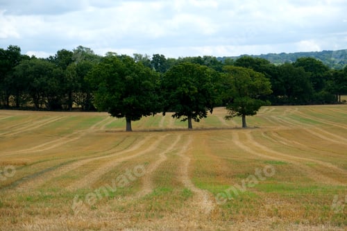 Preview: Spring landscape in British countryside. Three trees in the field, landscape in England. Fields