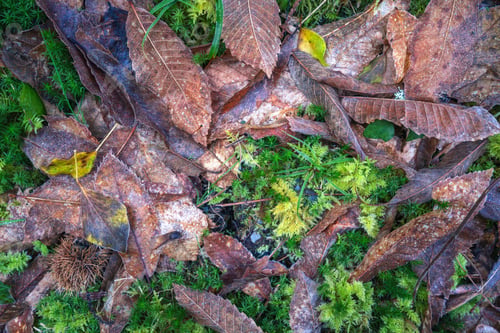 Preview: Forest floor background with dry leaves moss and chestnuts