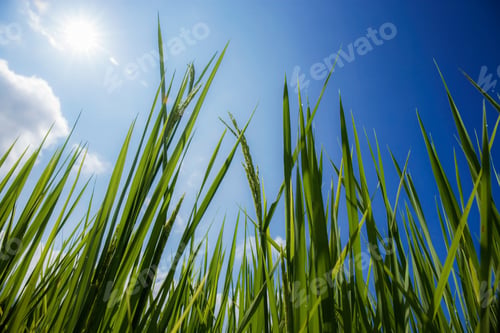 Preview: Green rice leaves with blue sky