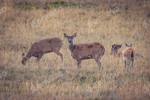 Preview: Herd of deer in a field covered in the grass in the countryside with a blurry background