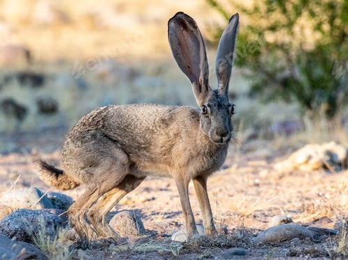 Preview: Desert Jackrabbit near the Lower Salt River in Arizona