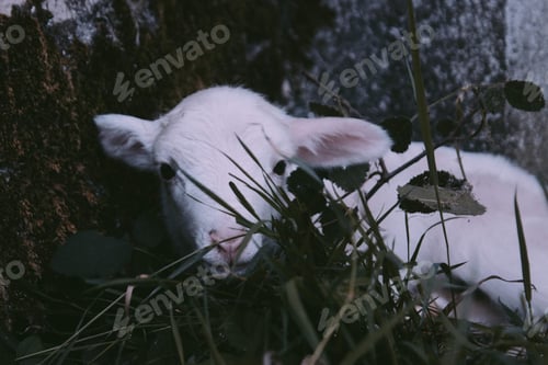 Vorschau: Schaf im Liegen