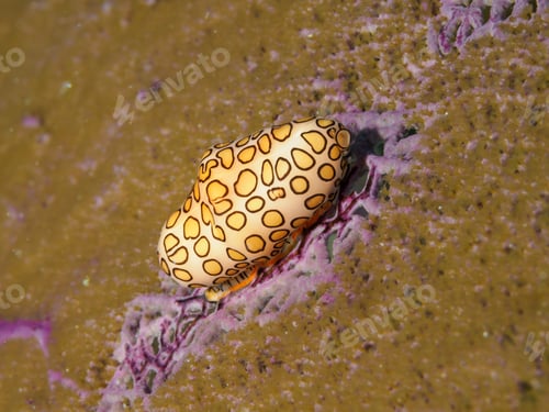 Preview: Underwater scene with flamingo tongue snail (cyphoma gibbosum)