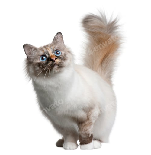 Preview: Birman cat, 11 months old, standing in front of white background