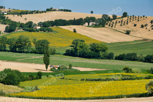 Preview: Rural landscape near Recanati (Italy)