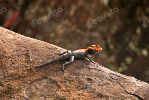 Preview: Agama lizard in the forest