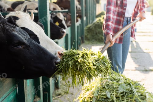Preview: cropped view of blurred african american farmer feeding cows with hay