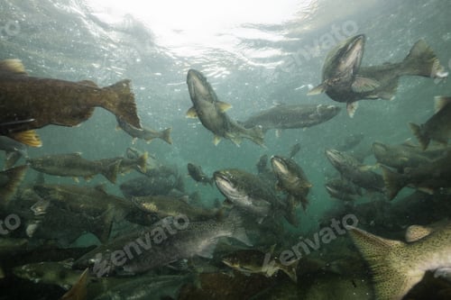 Preview: Salmon Spawning. Underwater in a River