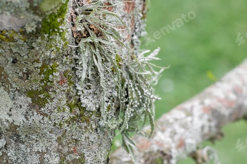 Preview: Bark of soursop tree (Annona muricata) with moss or lichen running along its branches