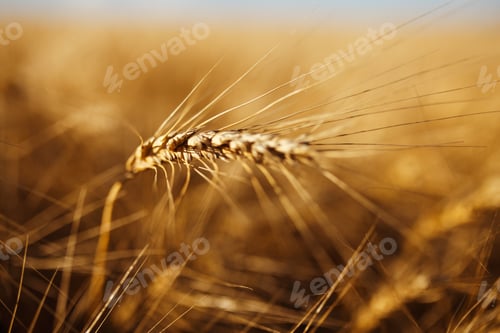 Preview: Amazing agriculture sunset landscape.Growth nature harvest. Wheat field natural product.
