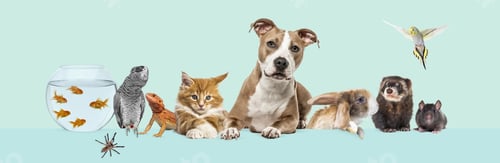 Preview: Group of pets leaning together on a empty web banner to place text