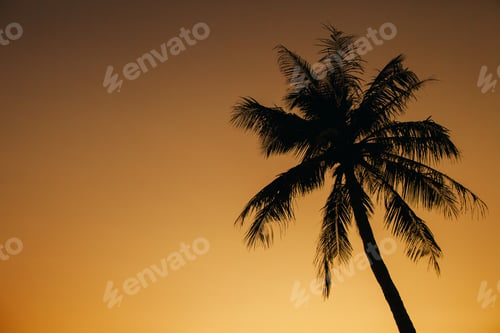 Preview: palm sunset silhoutte