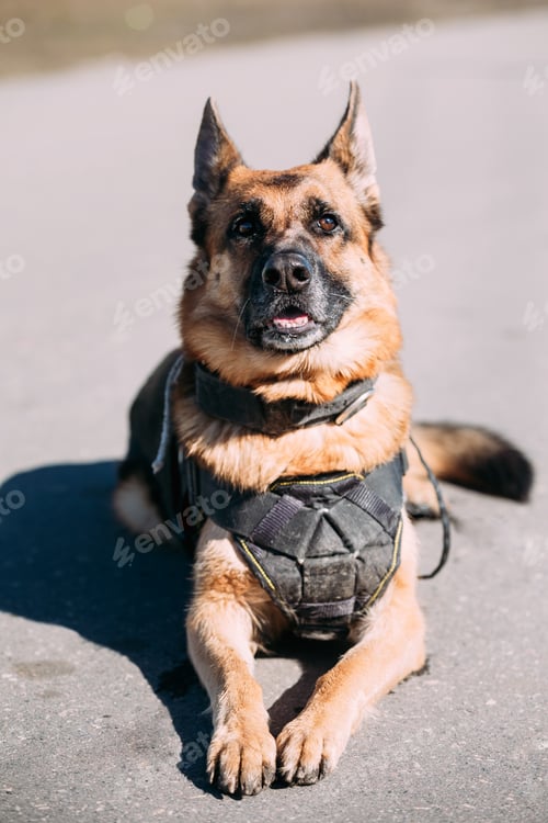 Preview: German Sheepdog Alsatian Wolf Dog Wearing In Special Training Cl