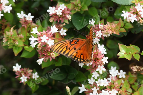 Preview: Fritillary Butterfly On White Flowered Bush - Photograph Of A Fritillary Butterfly On A Bush With