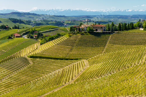 Preview: Vineyards of Langhe, Piedmont, Italy near Alba at May