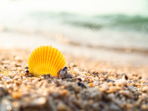 Preview: Sea Shell on Beach with Sunshine Day on Blue sea Background