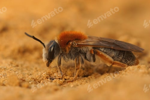Preview: Closeup on a female orange tailed mining bee, Andrena haemorrhoa, sitting on the ground