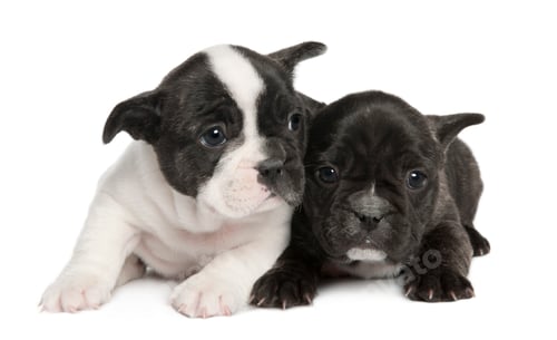 Preview: French Bulldog puppy (8 weeks)