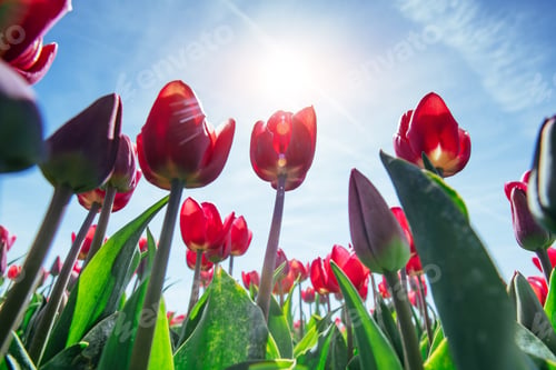 Preview: Beautiful tulips field in the Netherlands