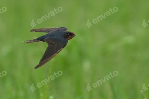 Preview: Swallow in flight against a backdrop of lush green grass