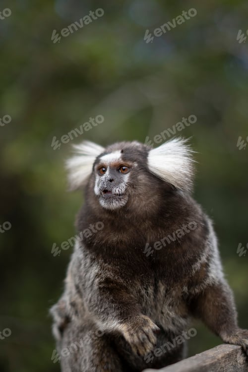 Preview: Monkey portrait
