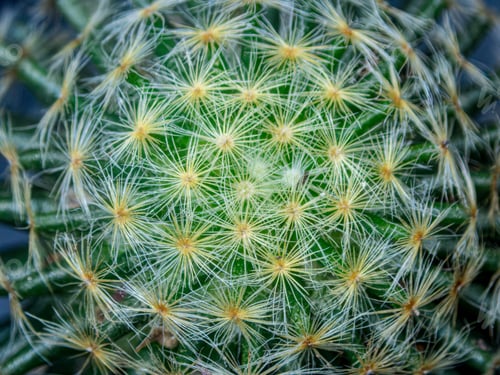 Preview: macro cactus spines texture background
