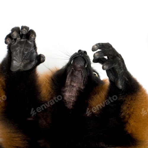 Preview: Red Ruffed Lemur