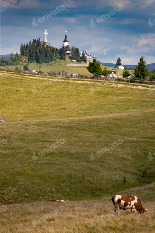 Preview: Typical landscape in the Romania. Cows grazing on a beautiful meadow.