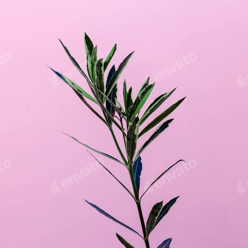 Preview: Plant on a pink minimal design fashion
