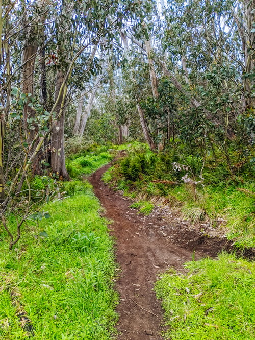 Preview: Lake Mountain Bike Park in Australia