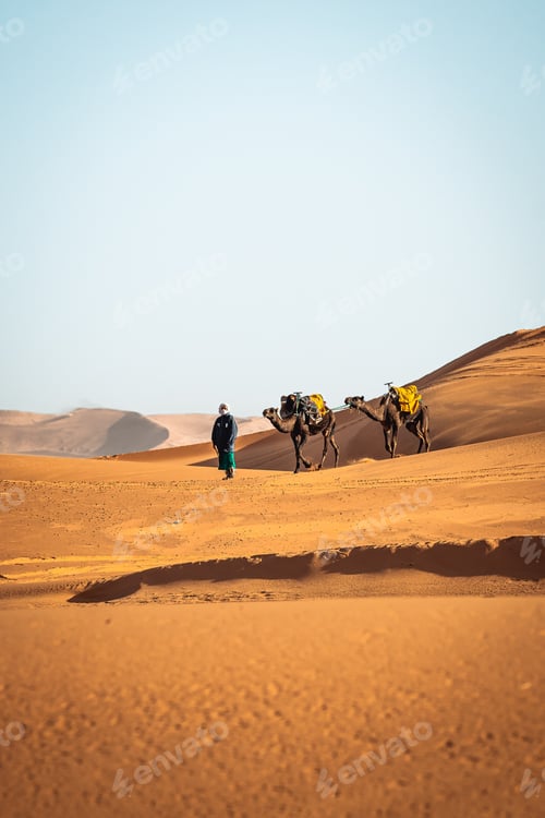 Preview: Portrait picture of berber walking with camels in Merzouga Sahara Morocco