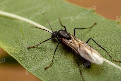 Preview: Closeup of a Carpenter ant with wings on a plant under the lights with a blurry background
