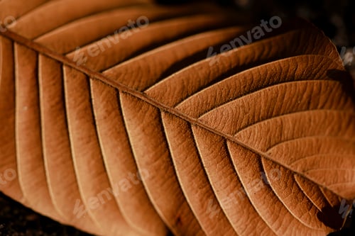 Preview: Leaves dry in nature