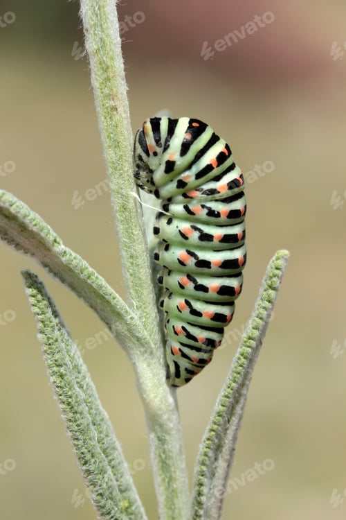 Preview: Swallow tail butterfly caterpillar