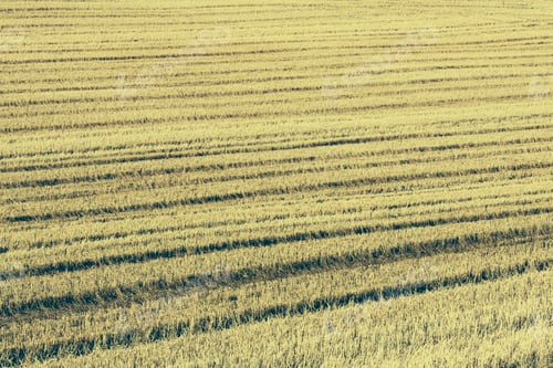 Preview: Stubble in a wheat field on the prairie at Palouse in Washington State.