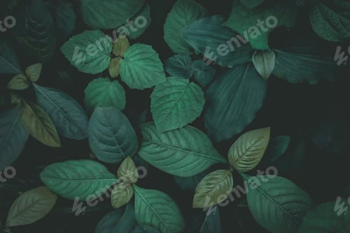 Preview: Background of plant leaves in dim colors