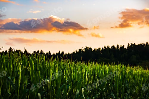 Vista previa: Primer plano de una planta joven de maíz en verano. Fondo de campo de maíz