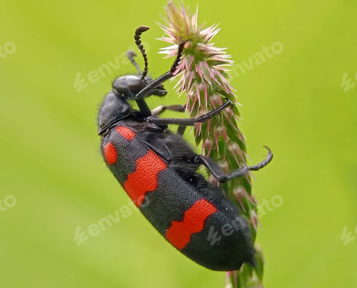 Preview: Blister beetle