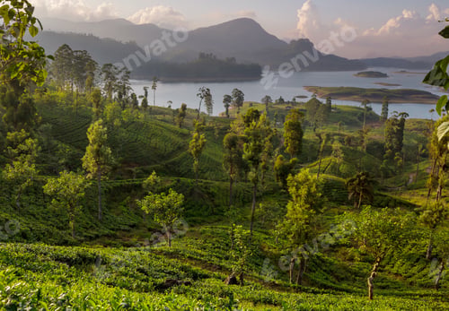 Preview: Lake on Sri Lanka
