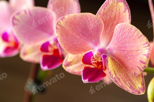 Preview: Pink and yellow pastel orchid close up