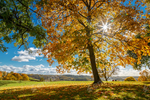 Preview: Majestic autumn tree with golden foliage and sunburst through branches