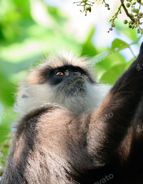 Preview: Hungry purple-faced langur monkey looking at the wild fruits in the tree,