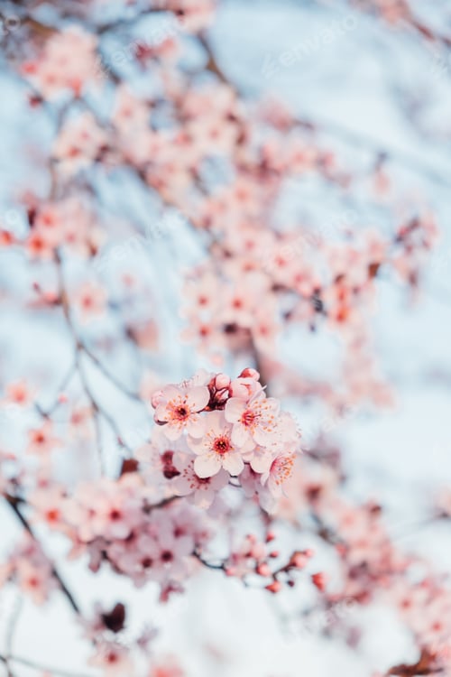Preview: Spring blossoms.
