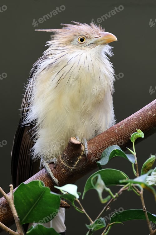 Preview: guira cuckoo (Guira guira) bird on branch