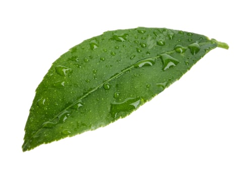 Preview: Fresh green citrus leaf with water drops on white background