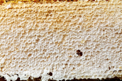 Preview: Newly pulled honey bee honeycomb beeswax on plastic foundation with pollen tracks.