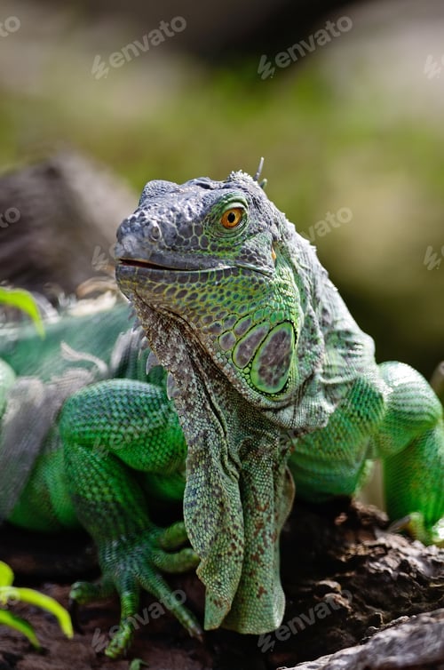 Preview: female Green Iguana