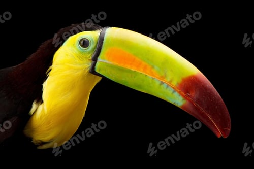 Preview: toucan, bird, colours, tropics
